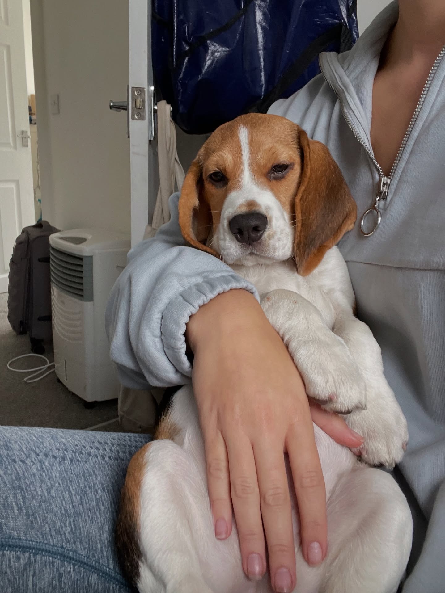Beagle Puppy Resting On Owner's Lap