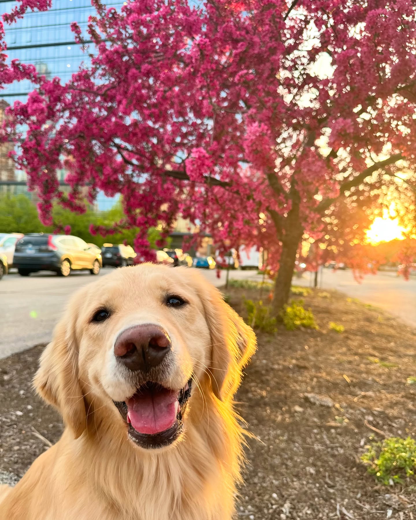 Golden Retriever Under Pink Blossom Tree