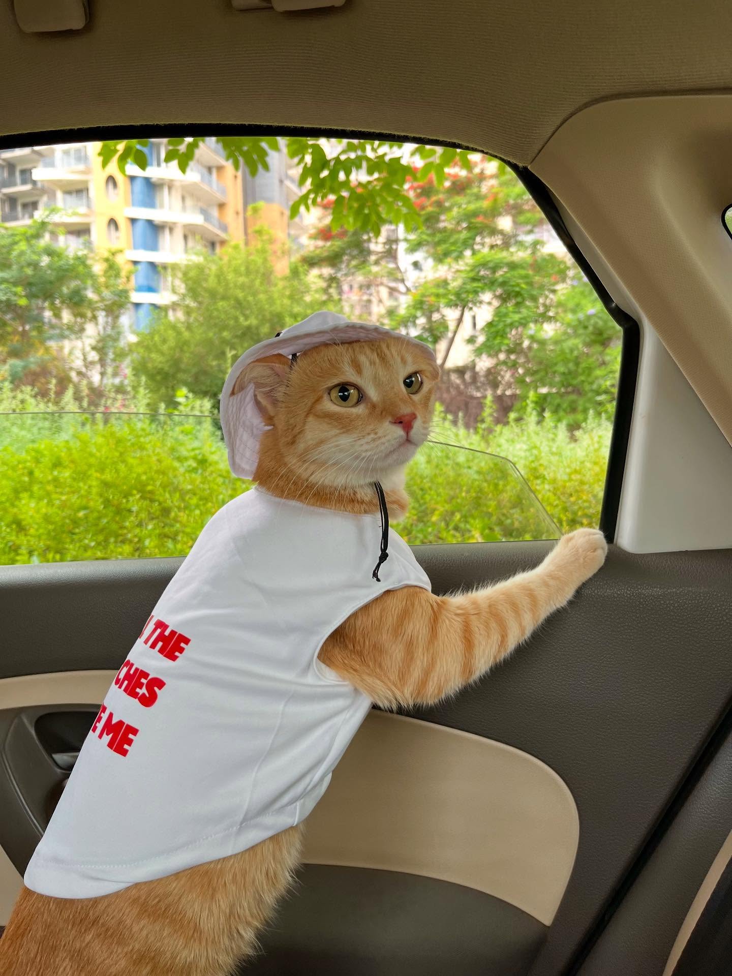Ginger Cat Dressed Up in a Car