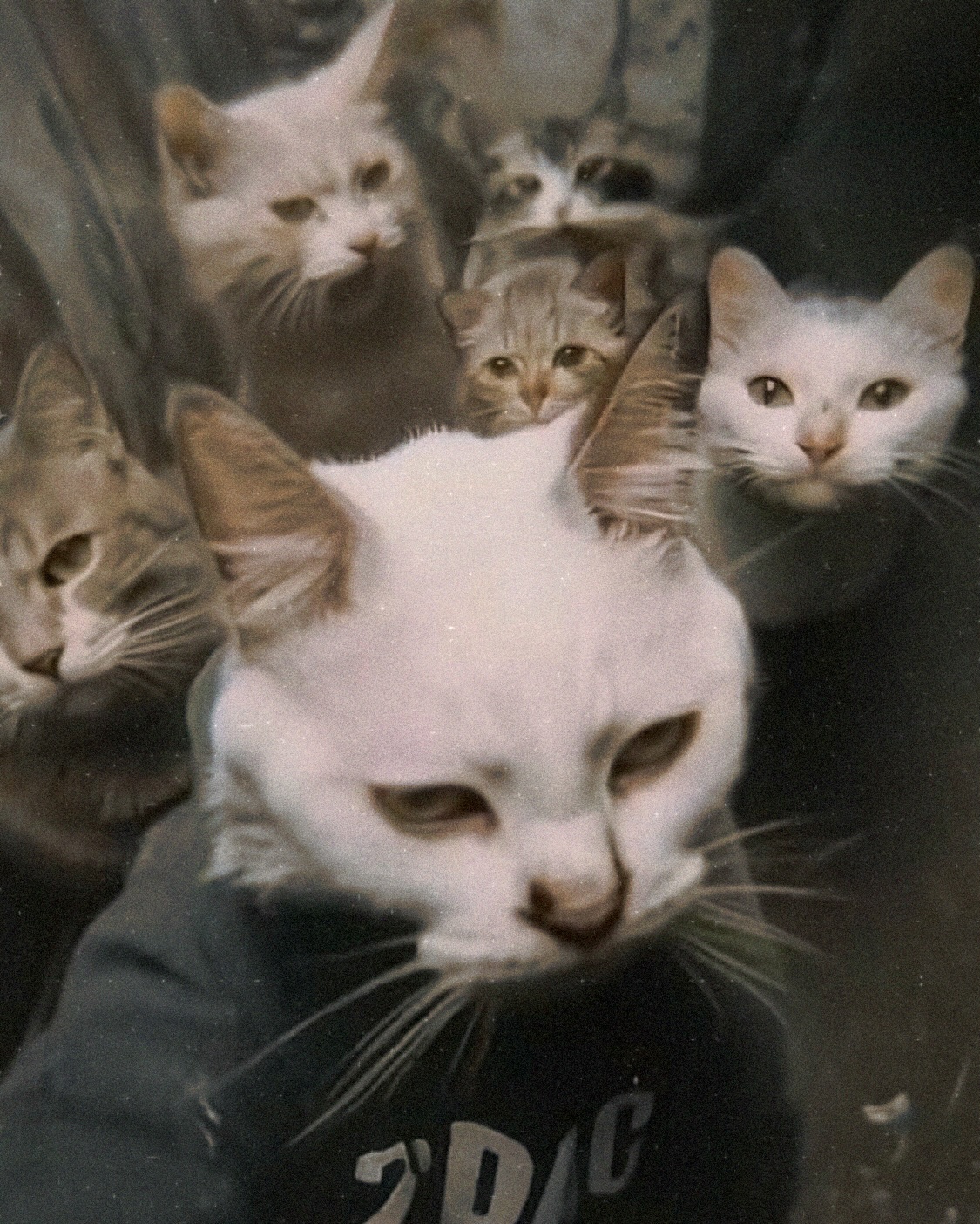Six Cats Staring At Camera