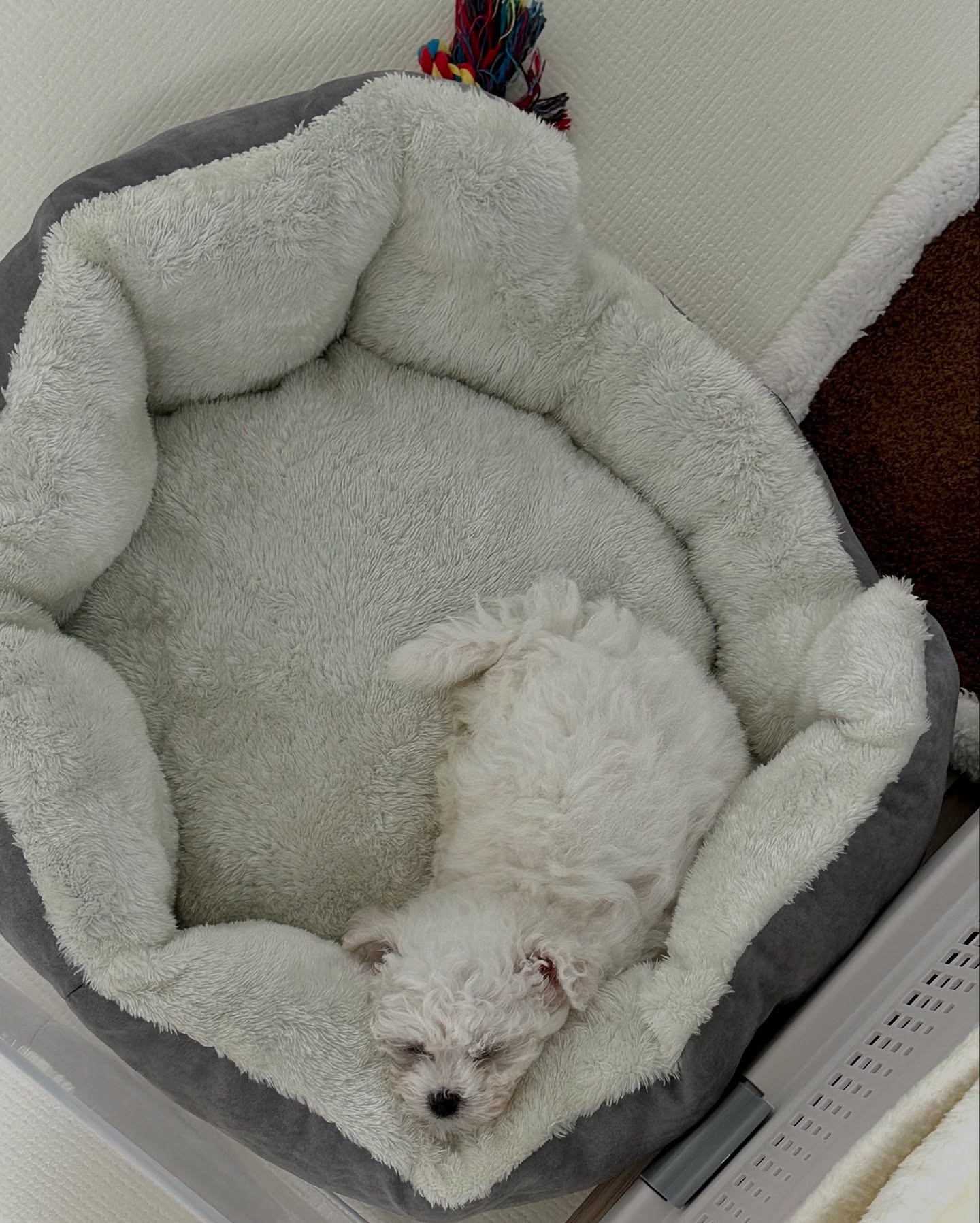 Image 7301 — Pets