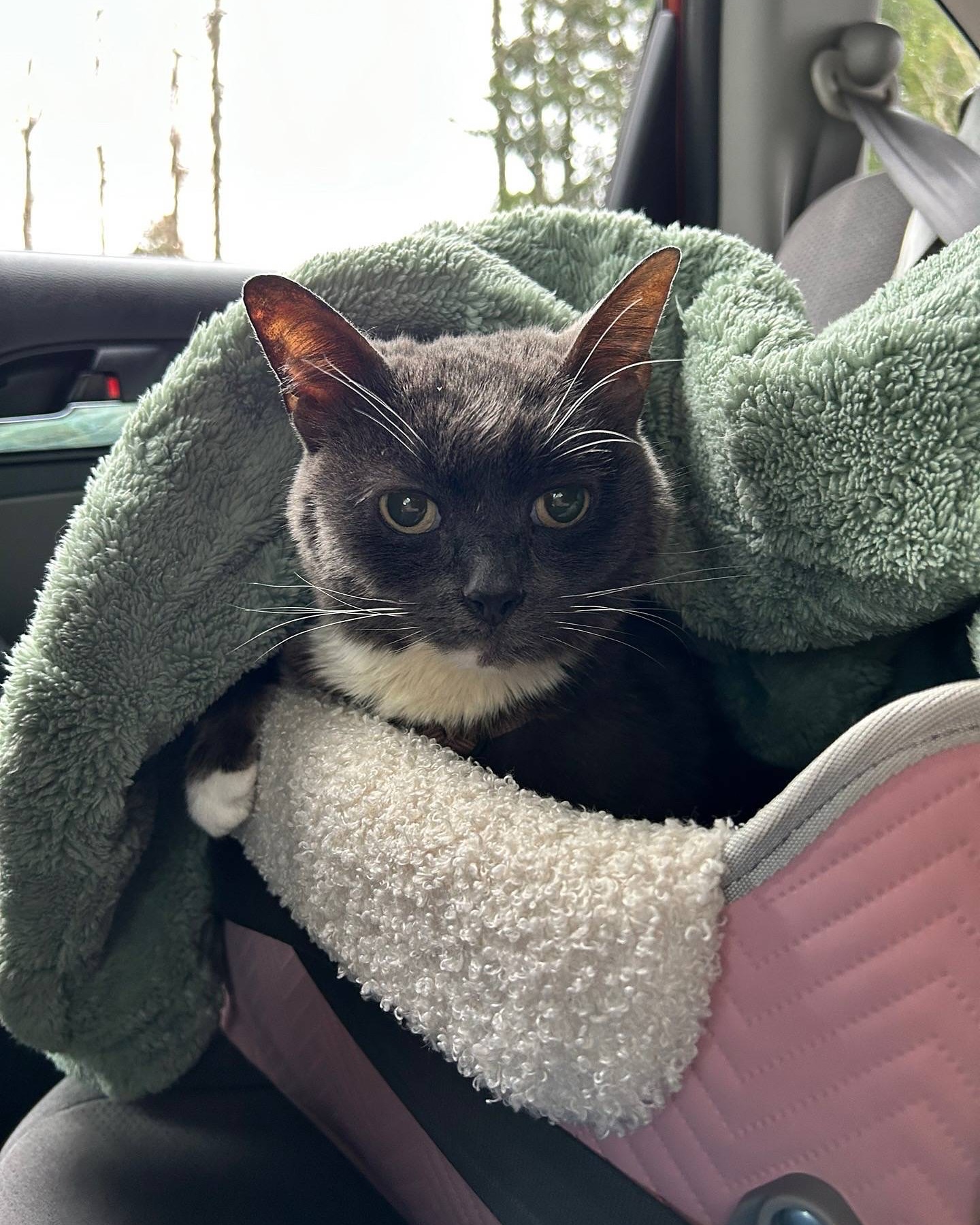 Black and White Cat Riding in Car