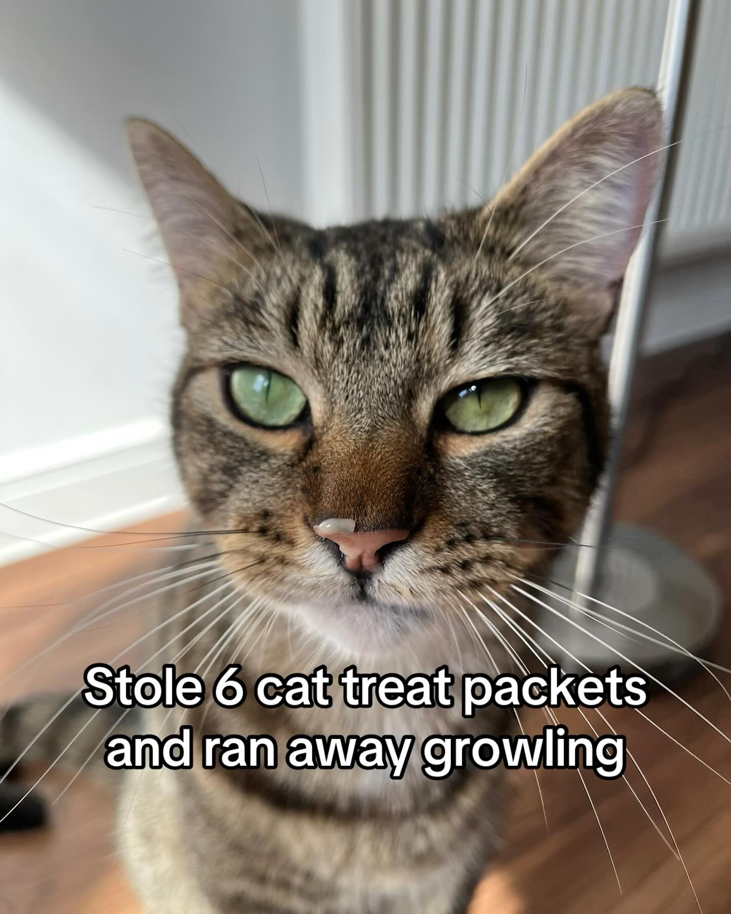 Guilty Tabby Cat That Stole Cat Treats
