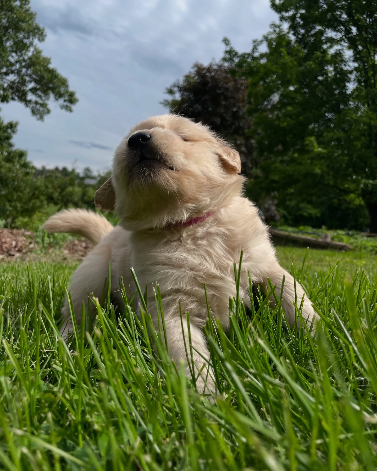 Golden Retriever Puppy Relaxing on Grass