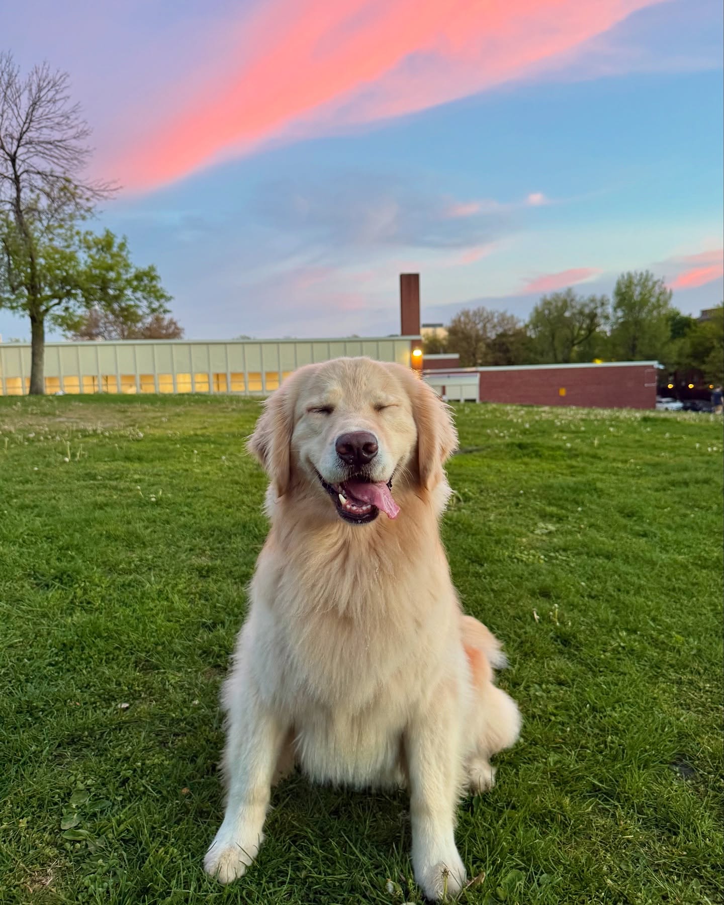 Smiling Golden Retriever at Sunset