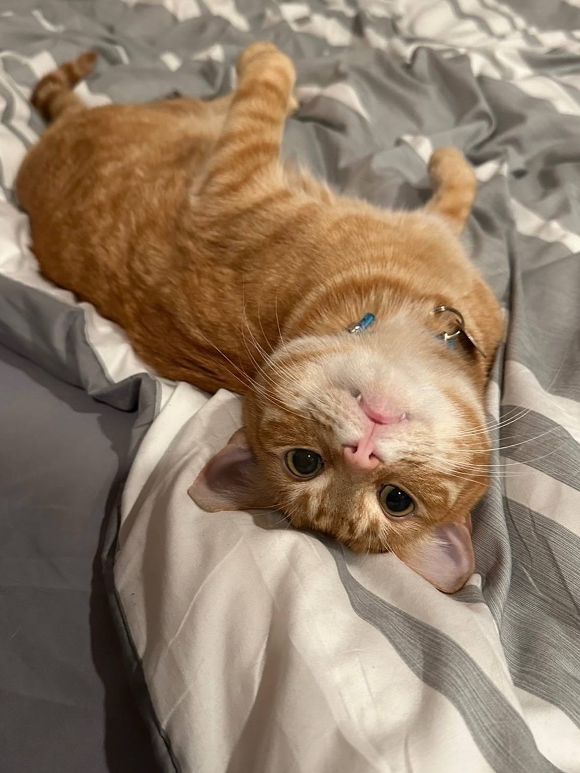 Orange Tabby Cat Lying Upside Down on Bed