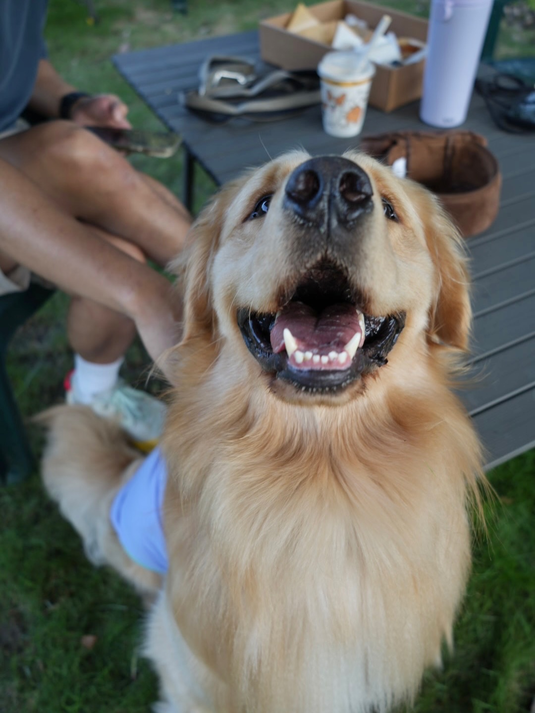 Happy Golden Retriever at Picnic