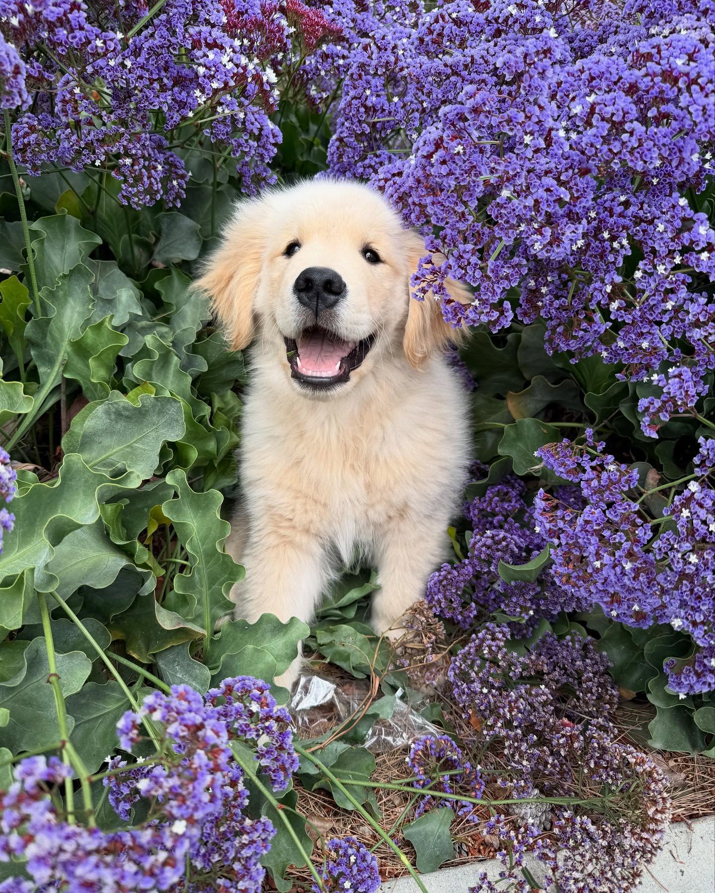 Golden Retriever Puppy Among Purple Flowers
