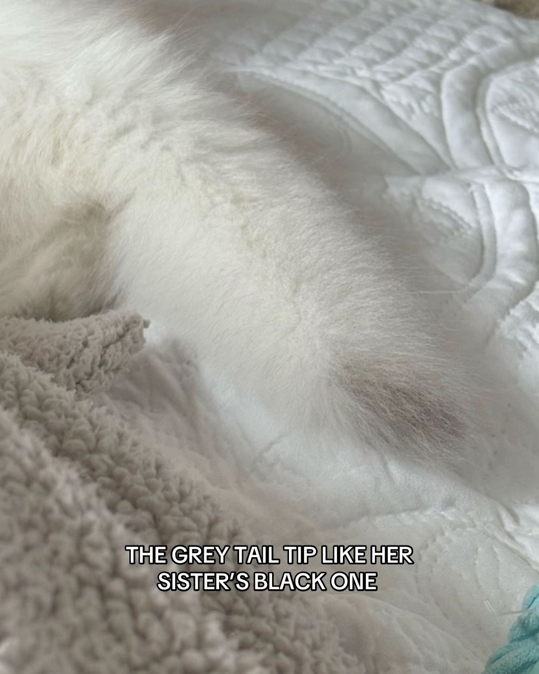 Cat's Tail With Grey Tip