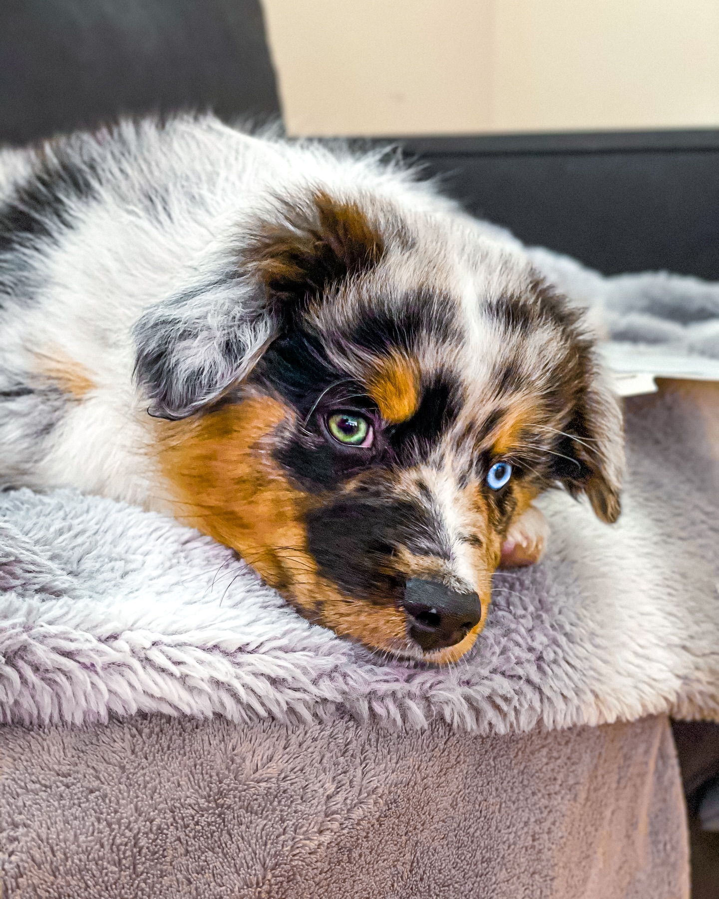 Odd-eyed Australian Shepherd Puppy Resting