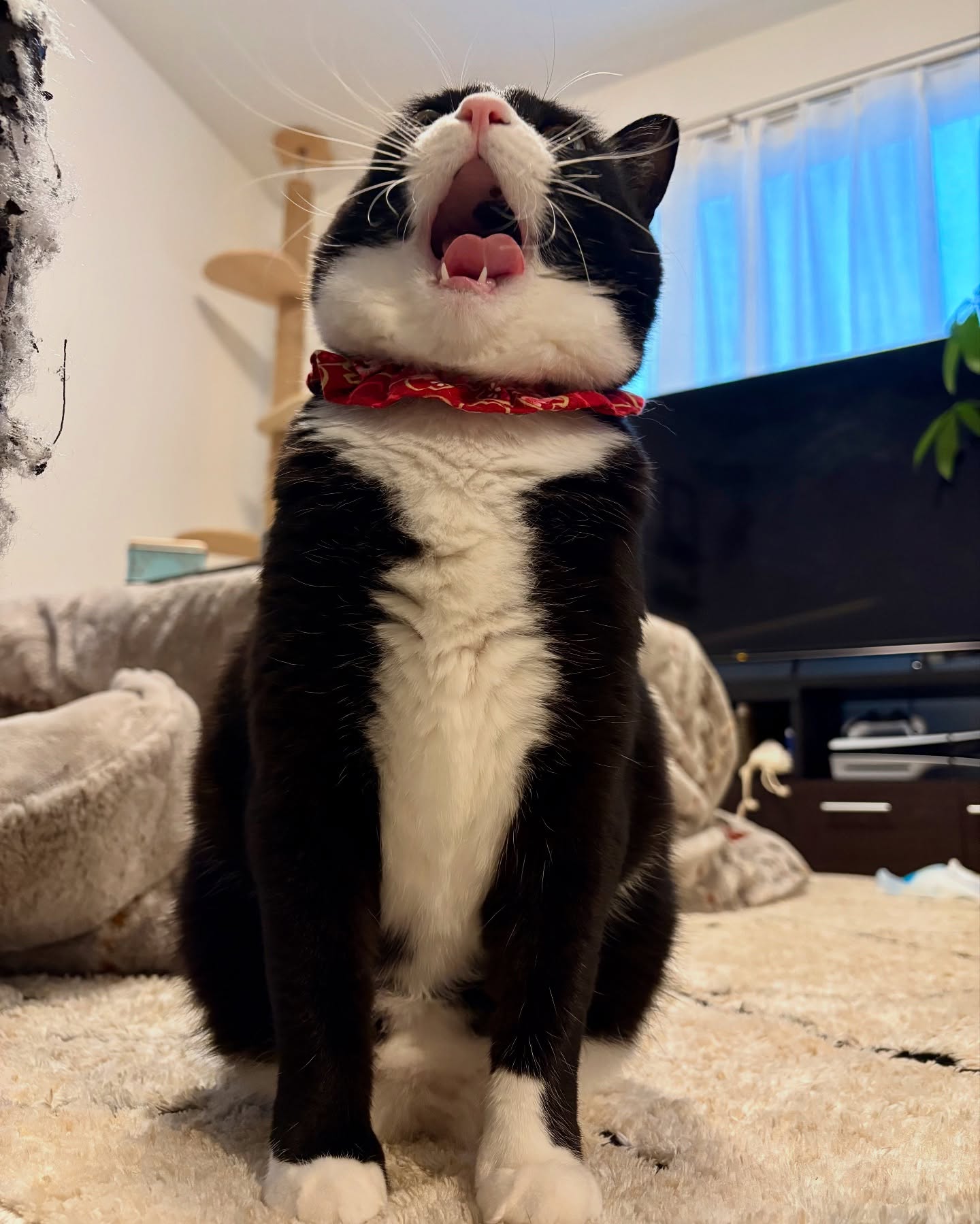 Black and White Cat Yawning