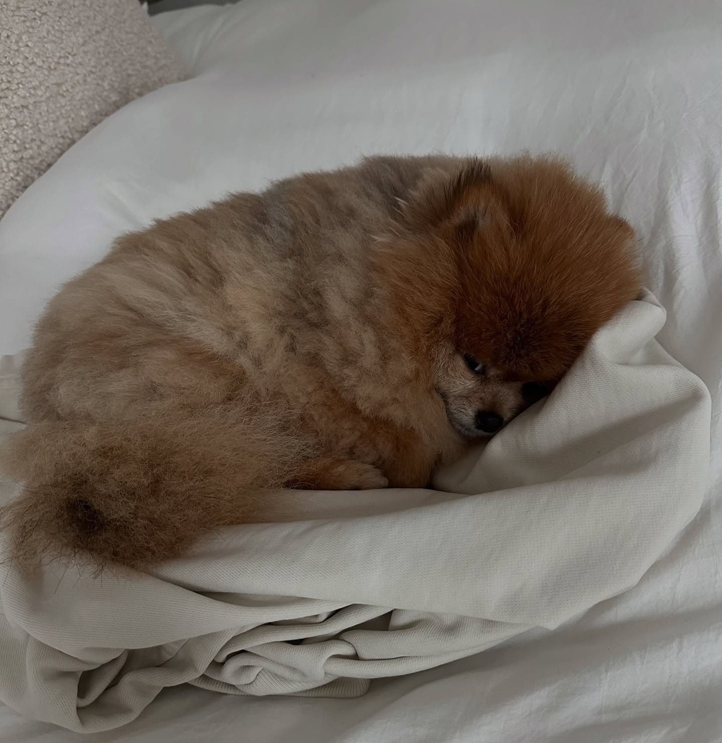 Image 7559 — Pets