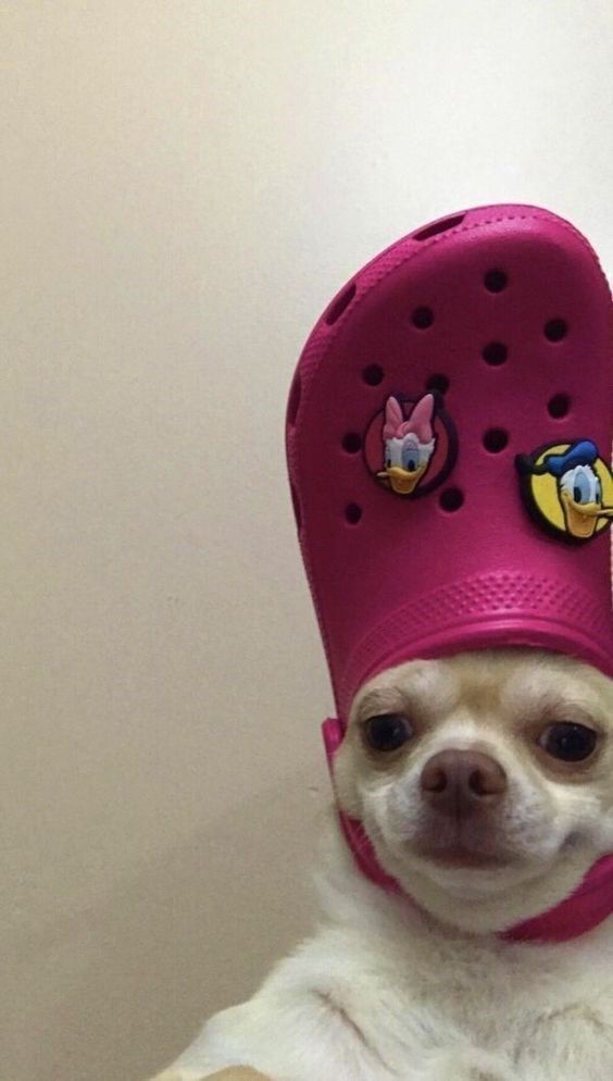 Chihuahua Wearing Pink Croc As Hat