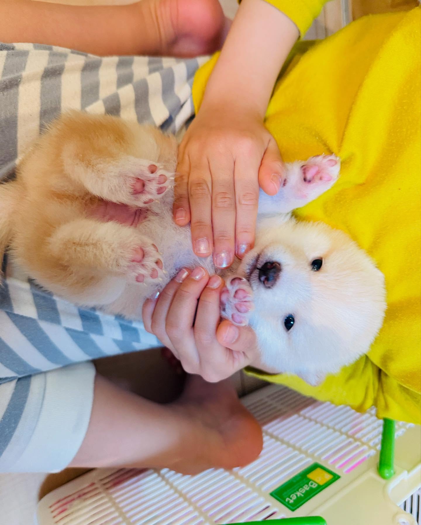 Person Holding Cute Puppy