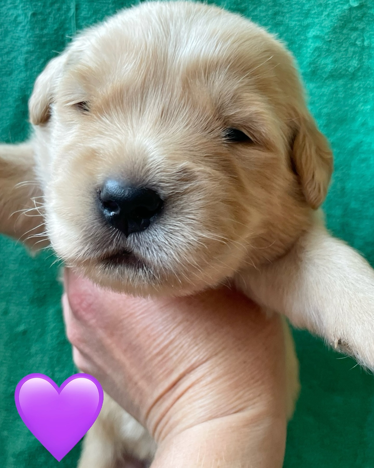 Fluffy Golden Retriever Puppy