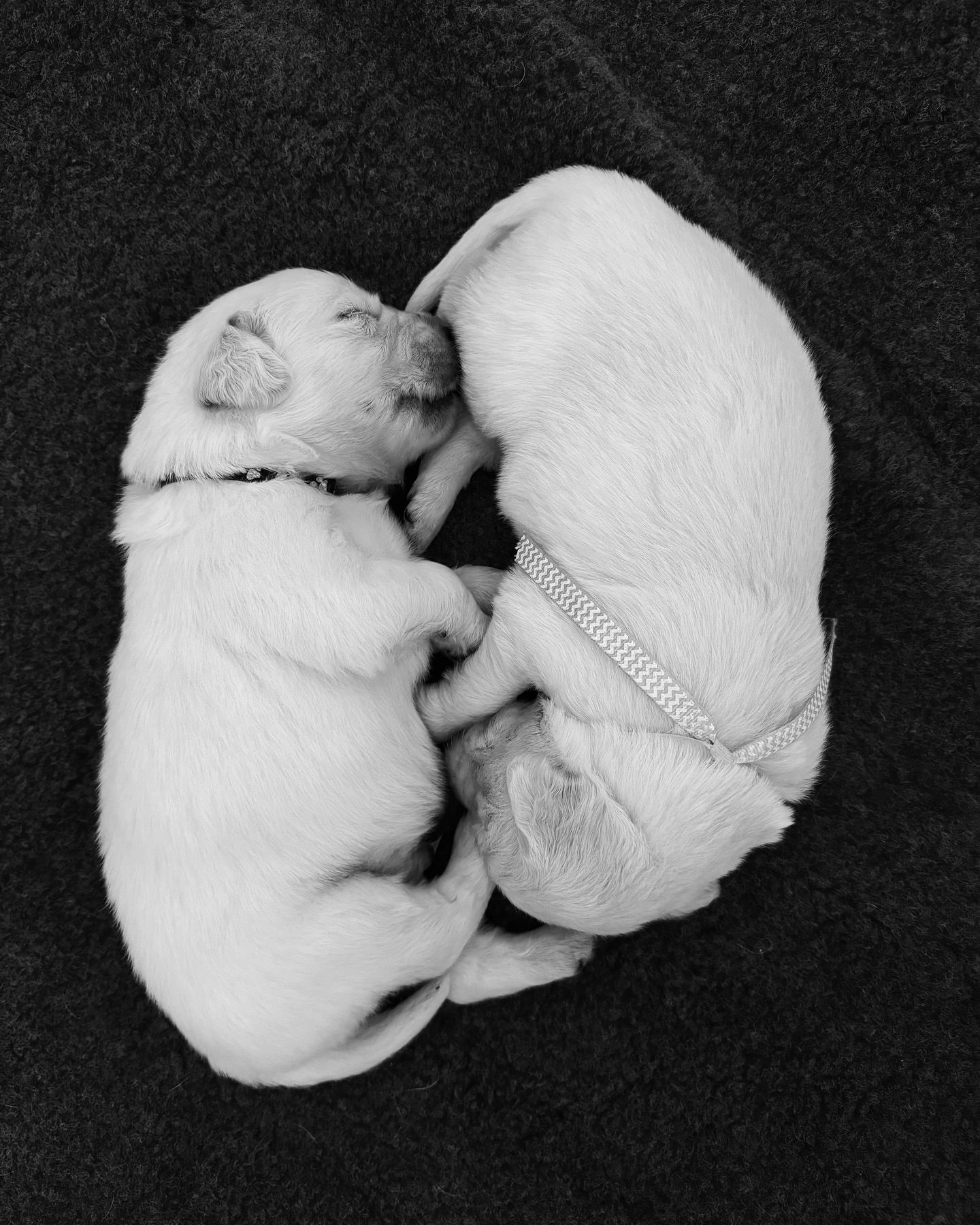 Two Sleeping Puppies