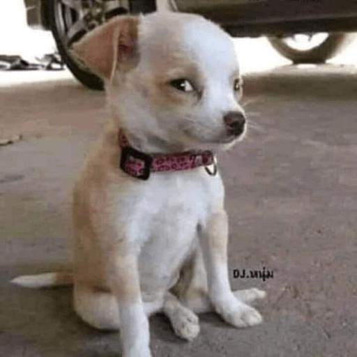 Optical Illusion Puppy