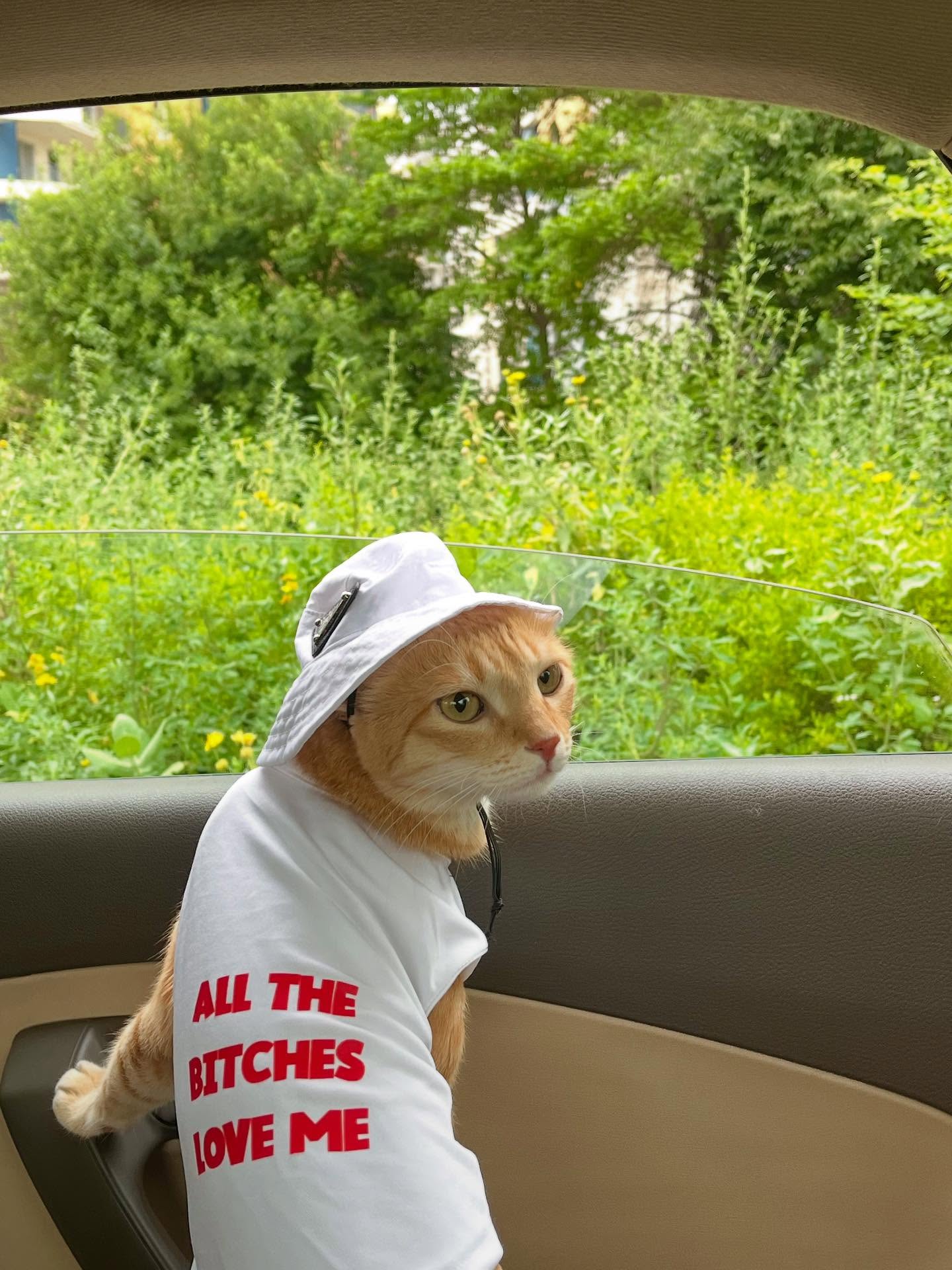 Dressed Orange Cat in a Car