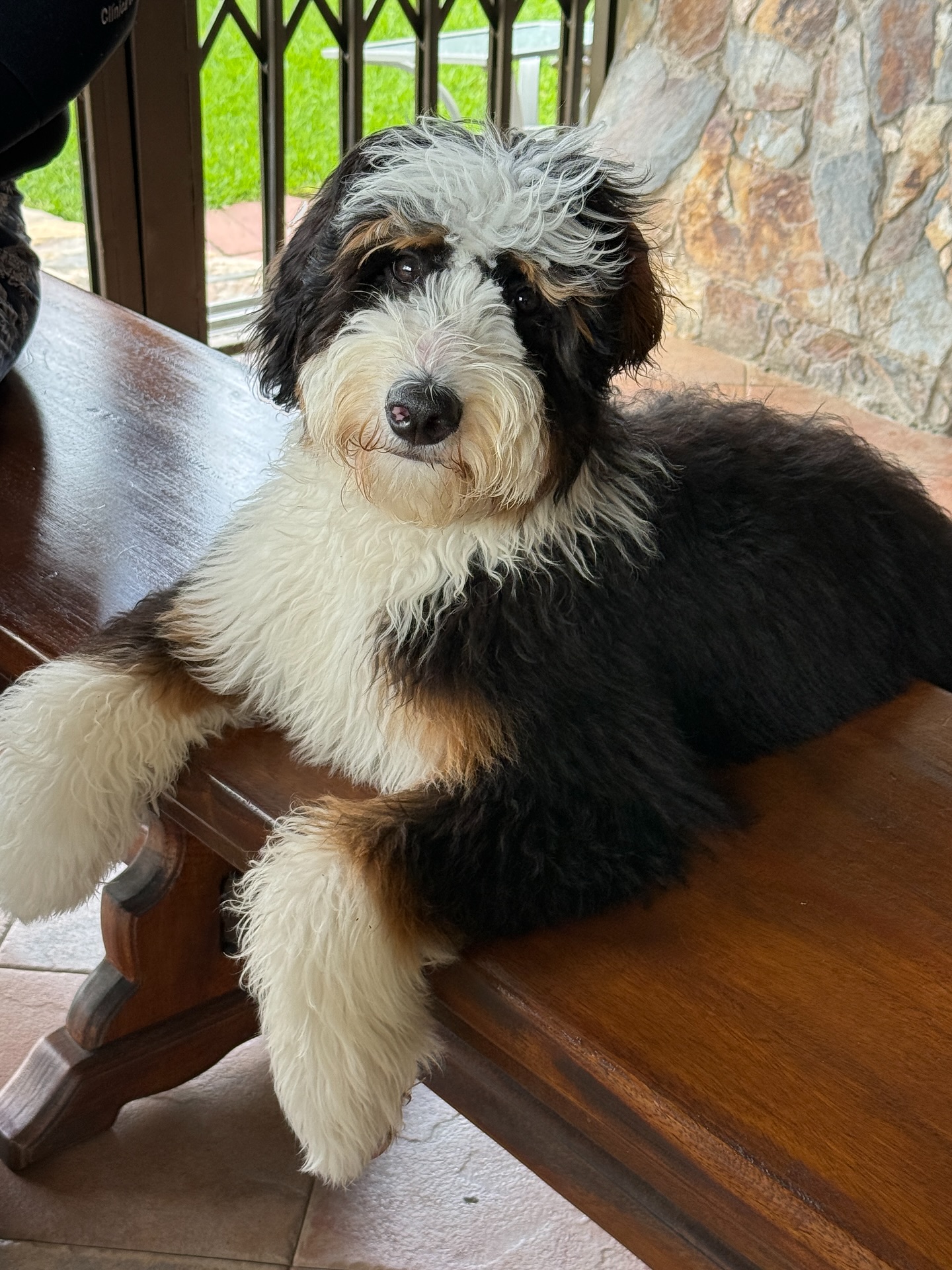 Tri-color Fluffy Dog Resting On Table