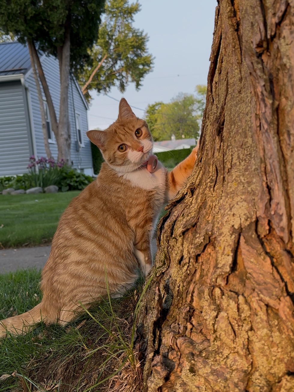 Orange Tabby Cat By A Tree Trunk