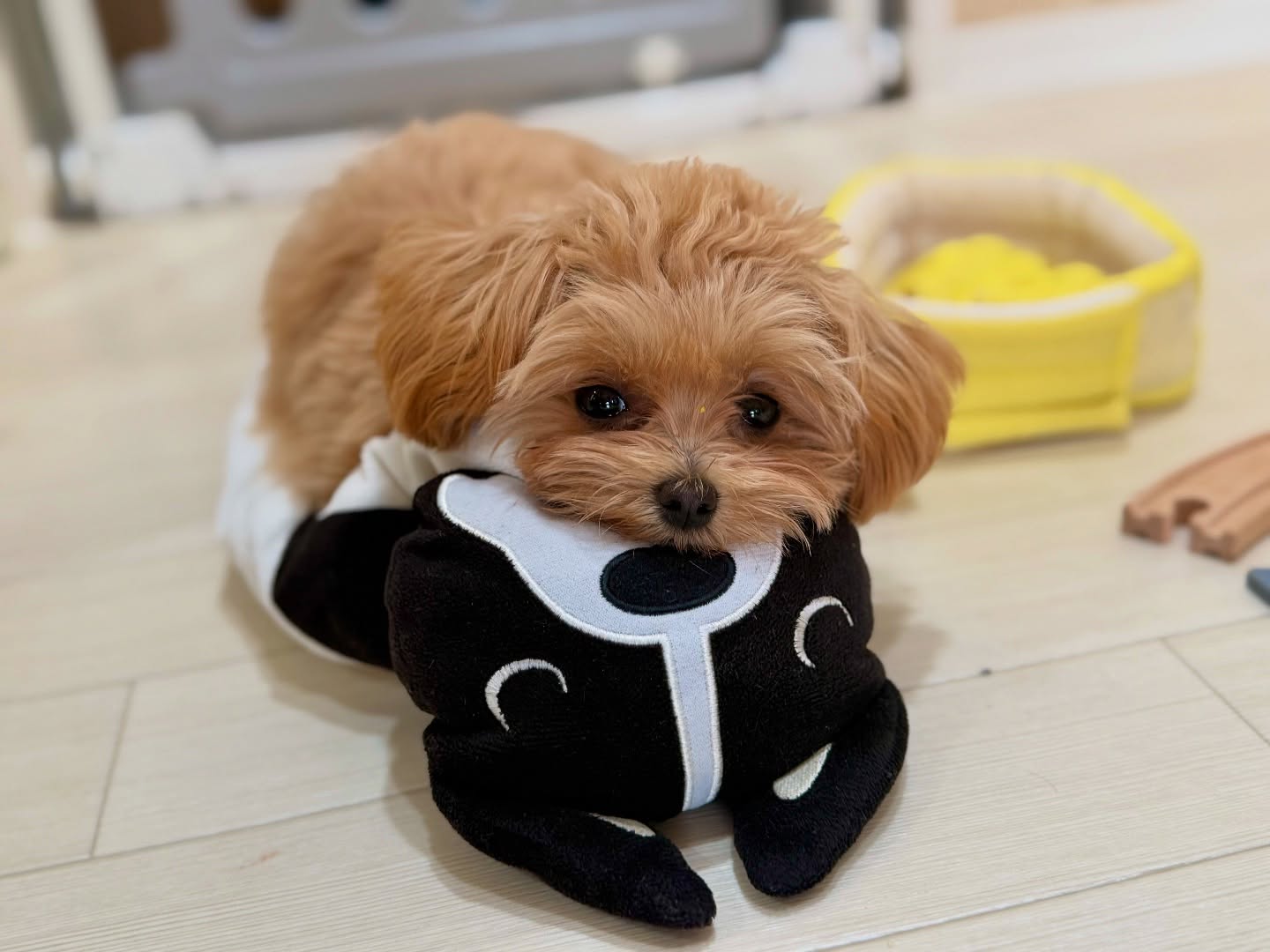 Image 7497 — Pets