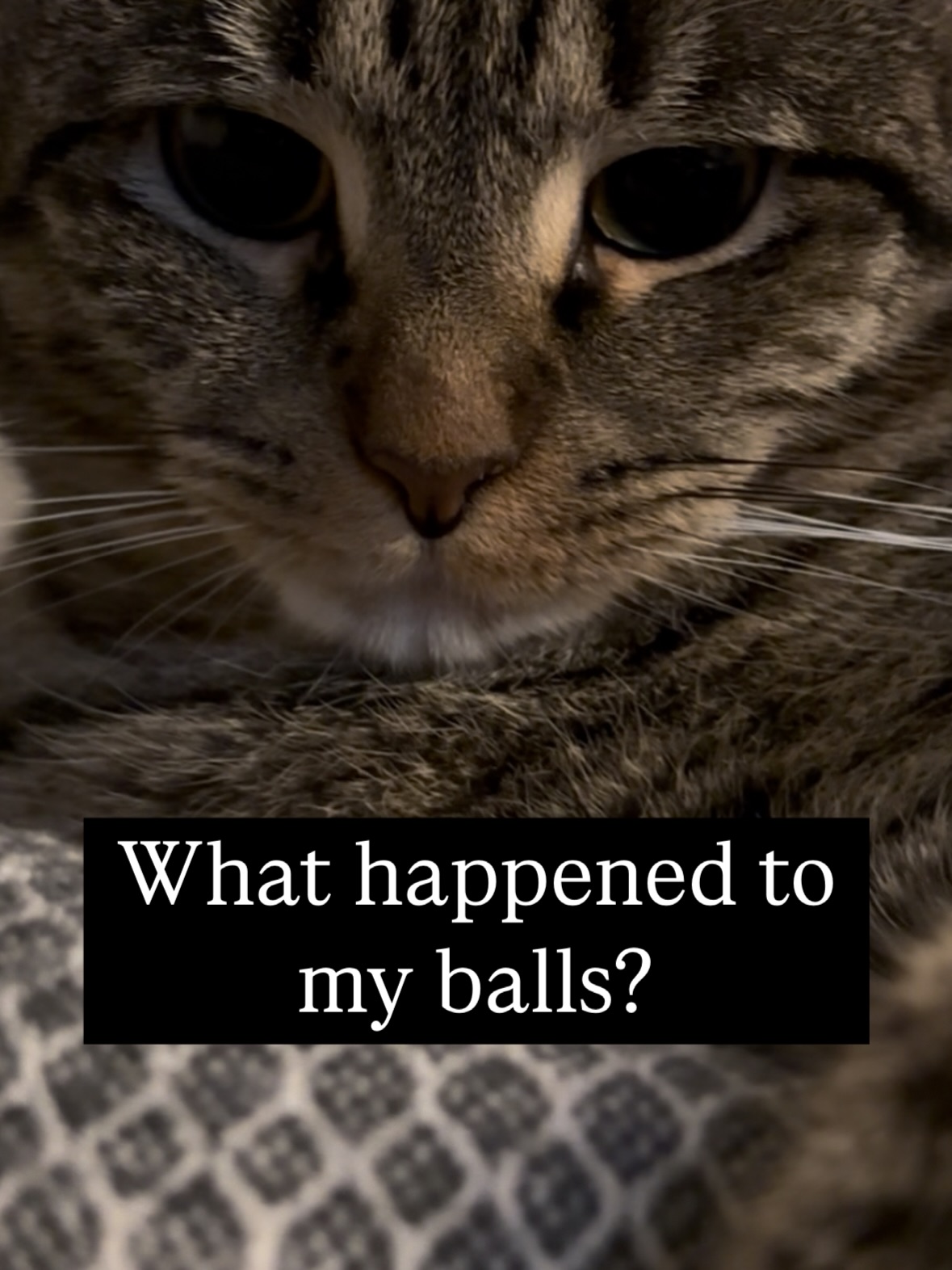 Confused Tabby Cat Meme
