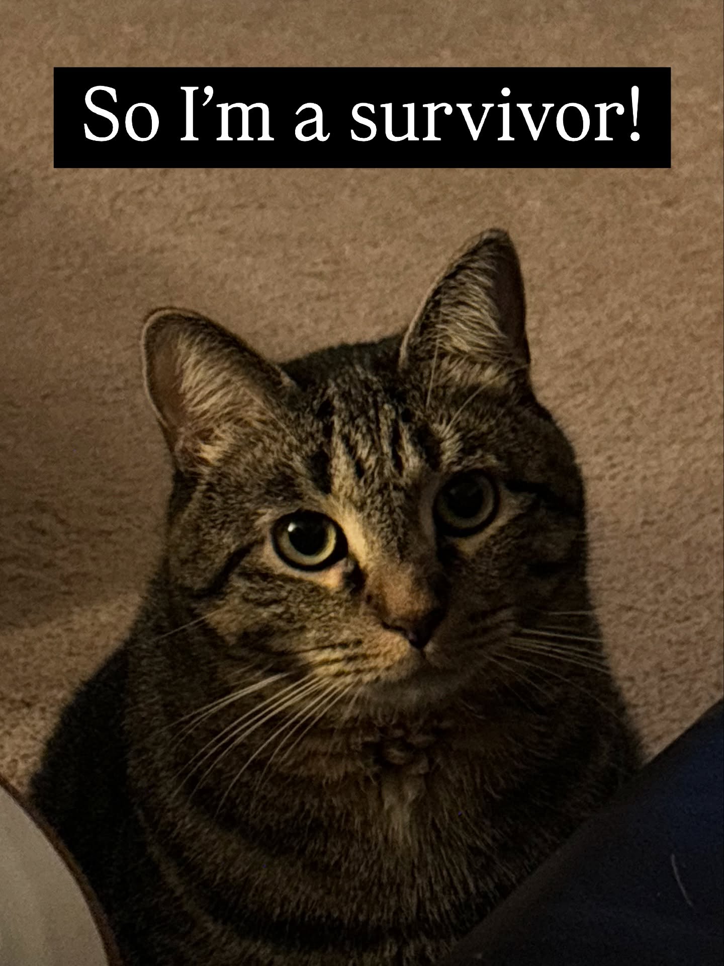 Survivor Tabby Cat Meme