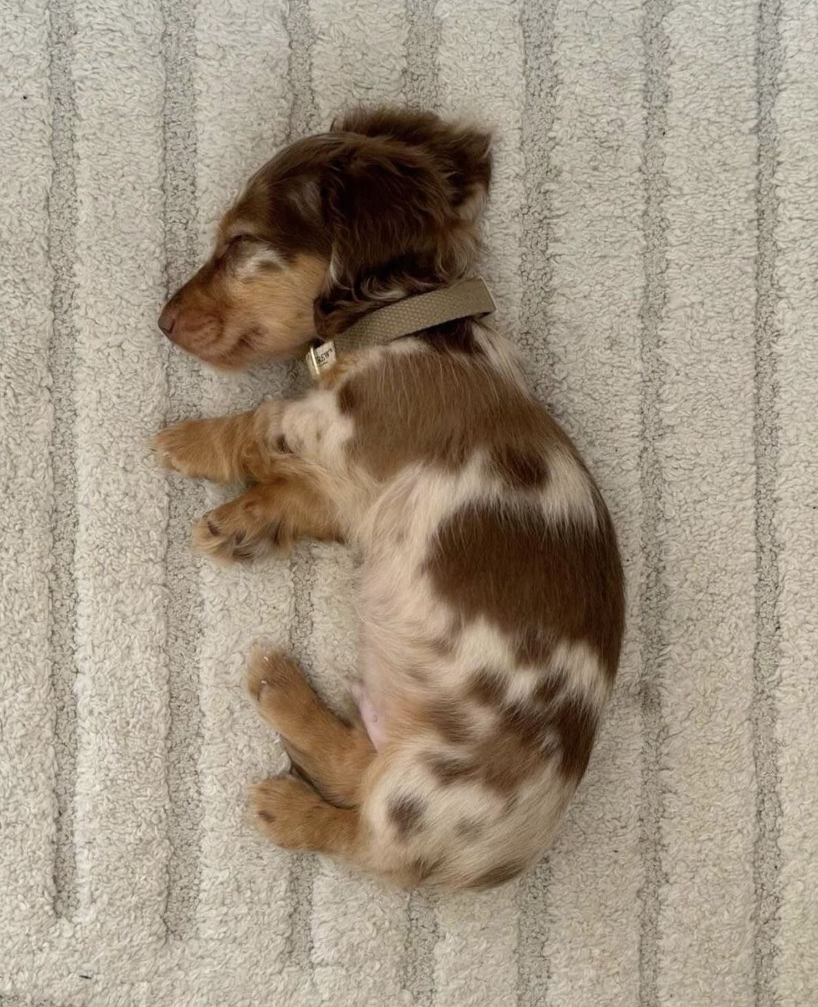 Sleeping Dapple Dachshund Puppy