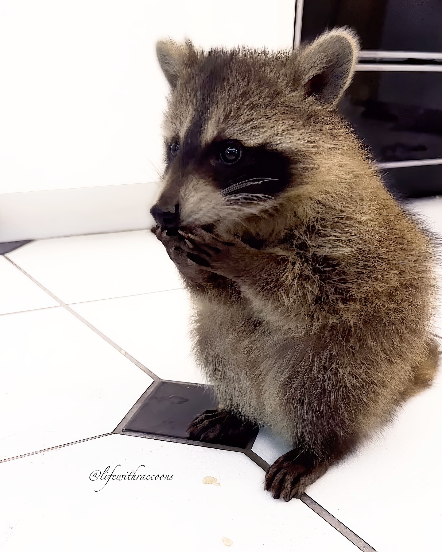 Raccoon Covering Mouth With Paws