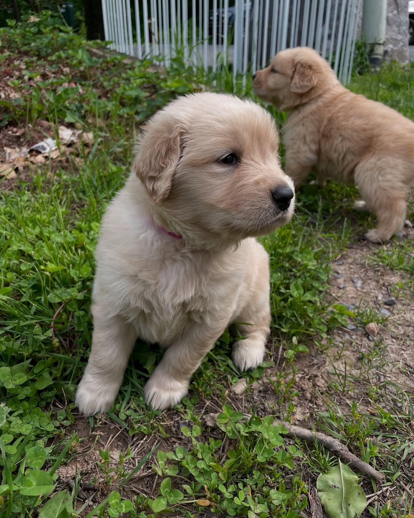 Two Golden Retriever Puppies Outdoors