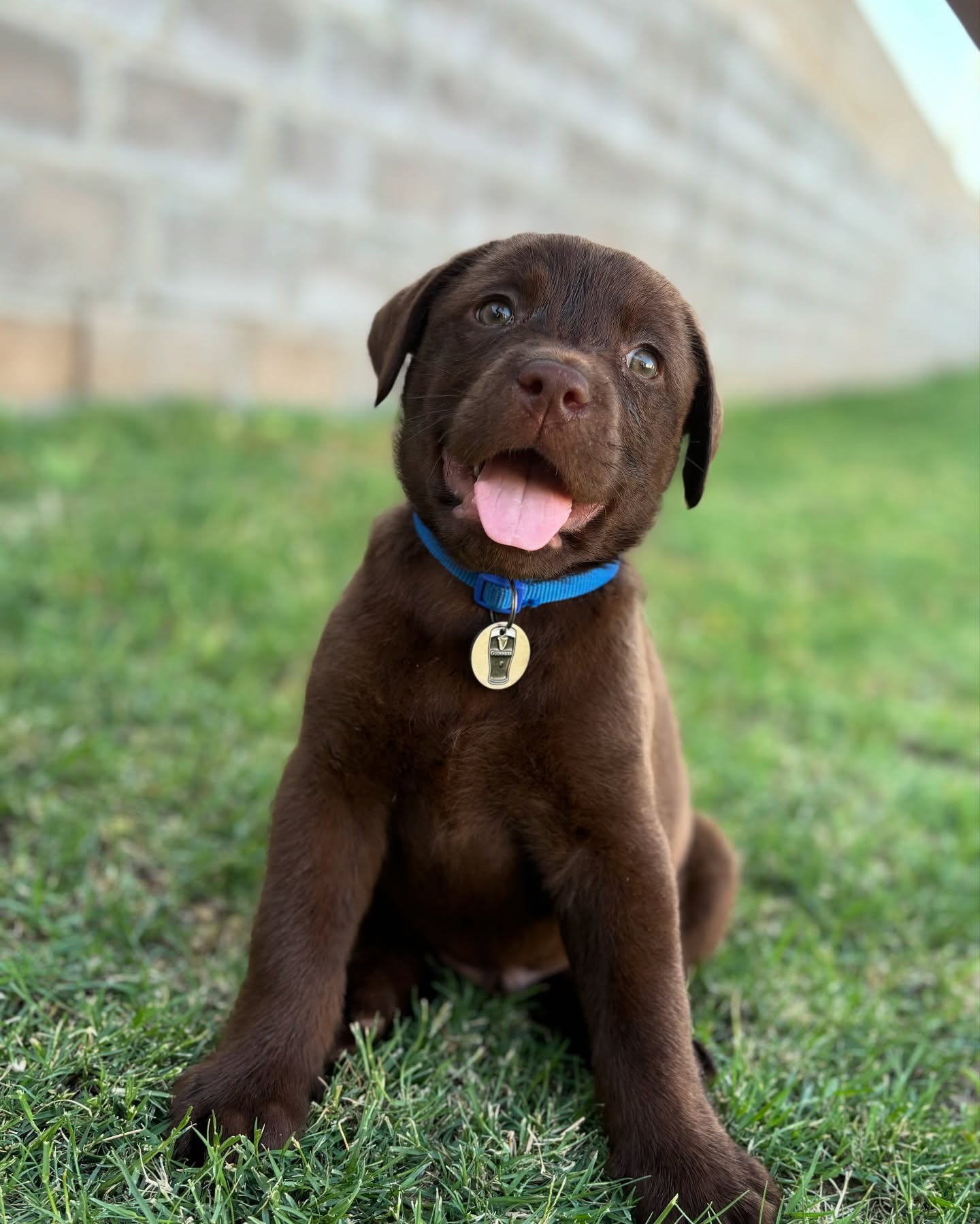 Chocolate Labrador Puppy On Grass
