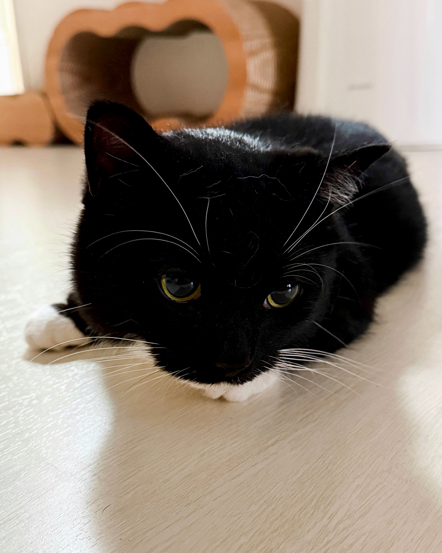 Black and White Cat Lying on Floor