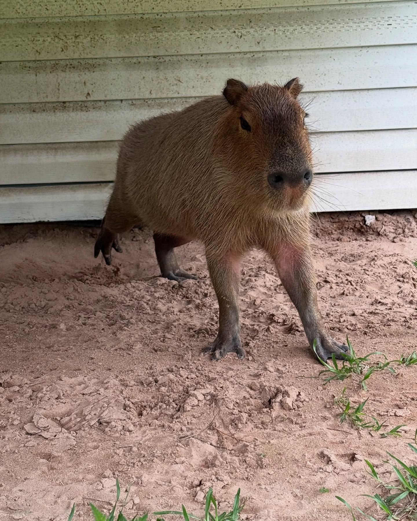 Capybara Standing on Dirt Ground