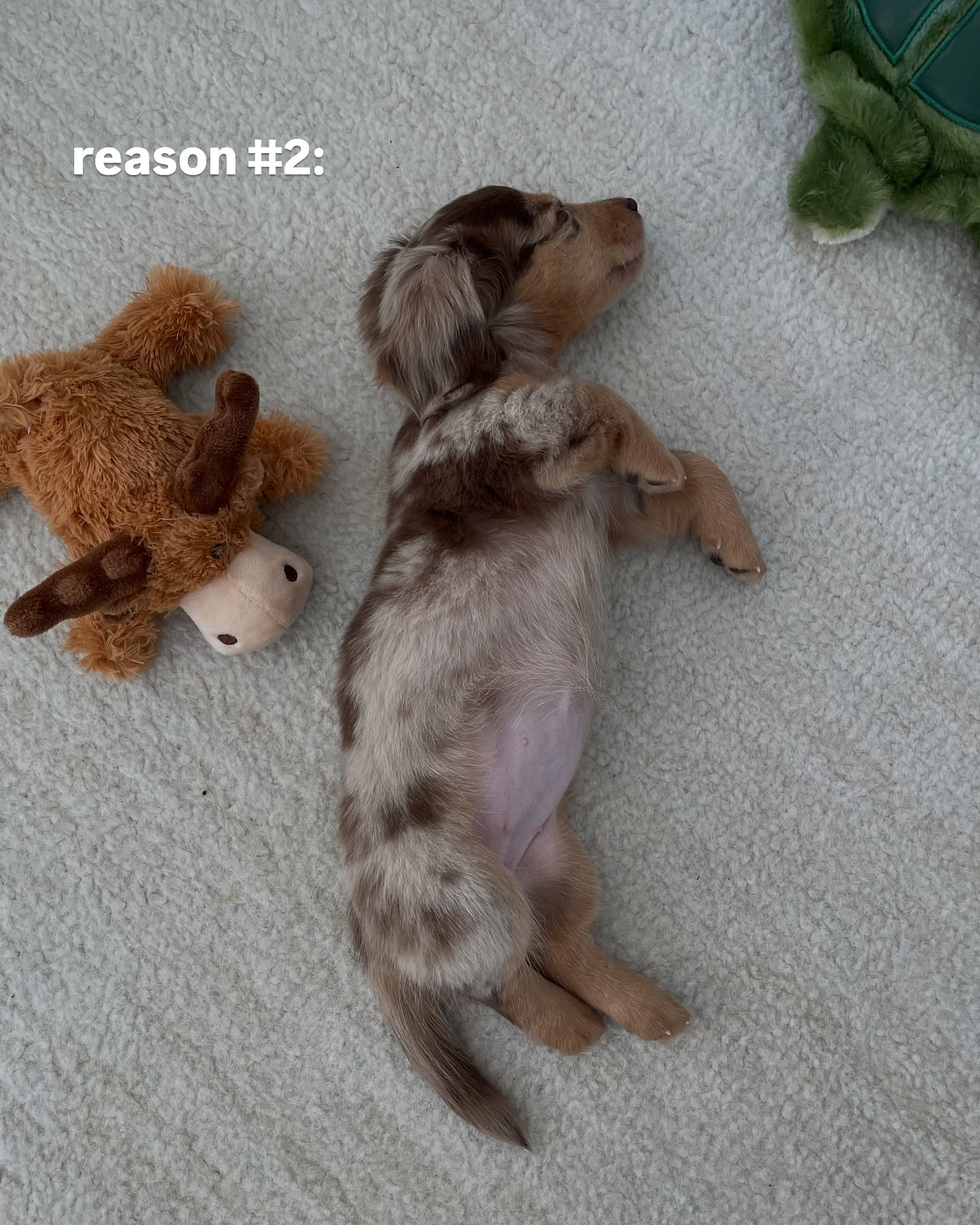 Sleeping Dapple Dachshund Puppy