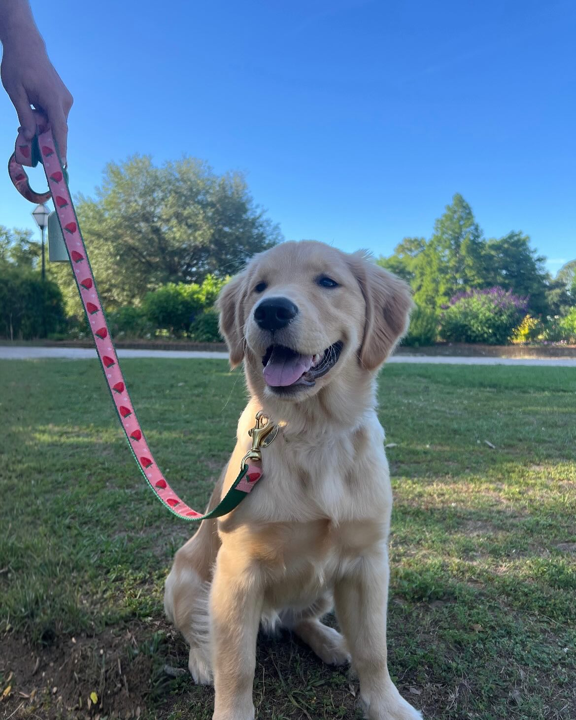 Happy Golden Retriever Puppy in Park