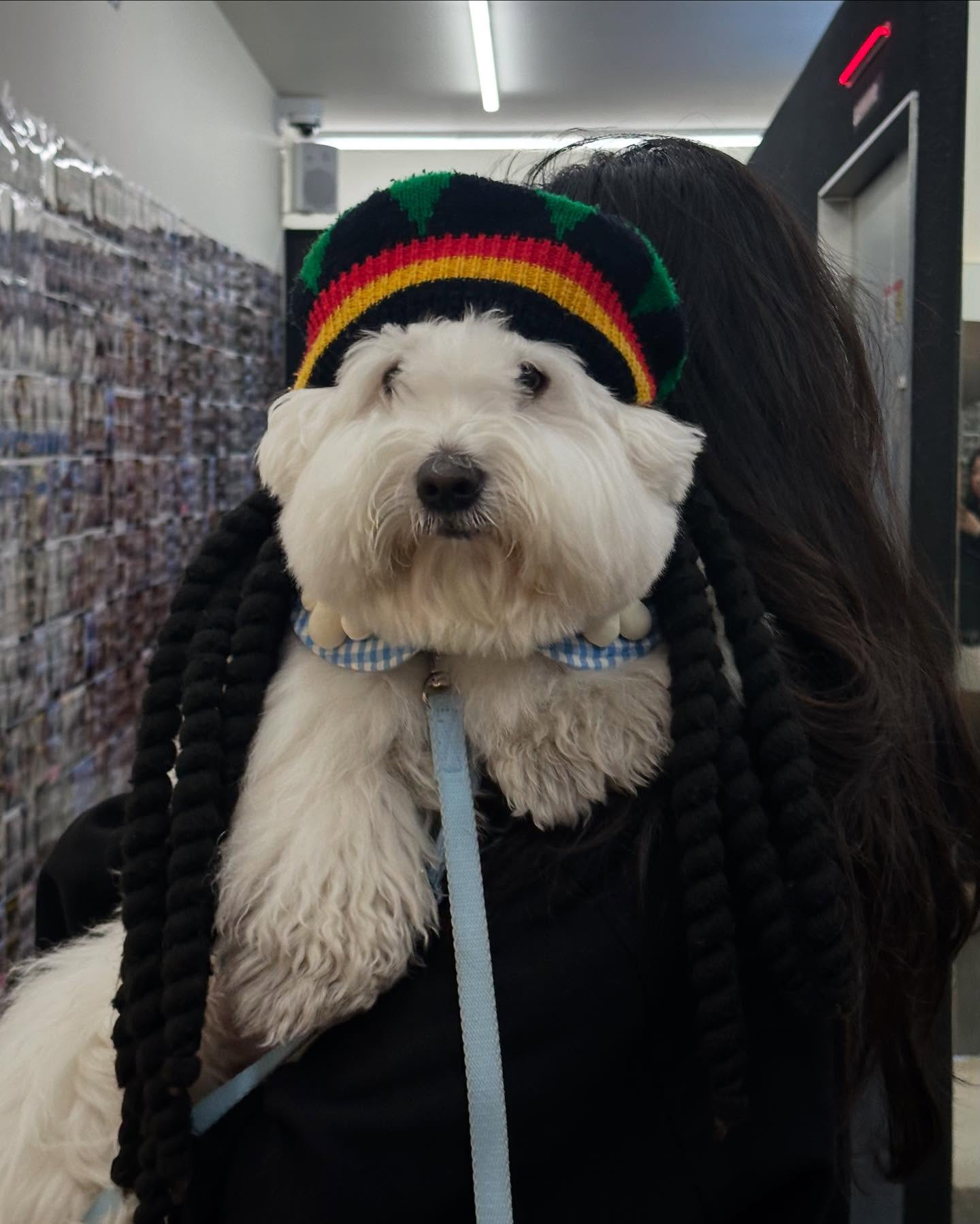 Fluffy White Dog in Rasta Hat