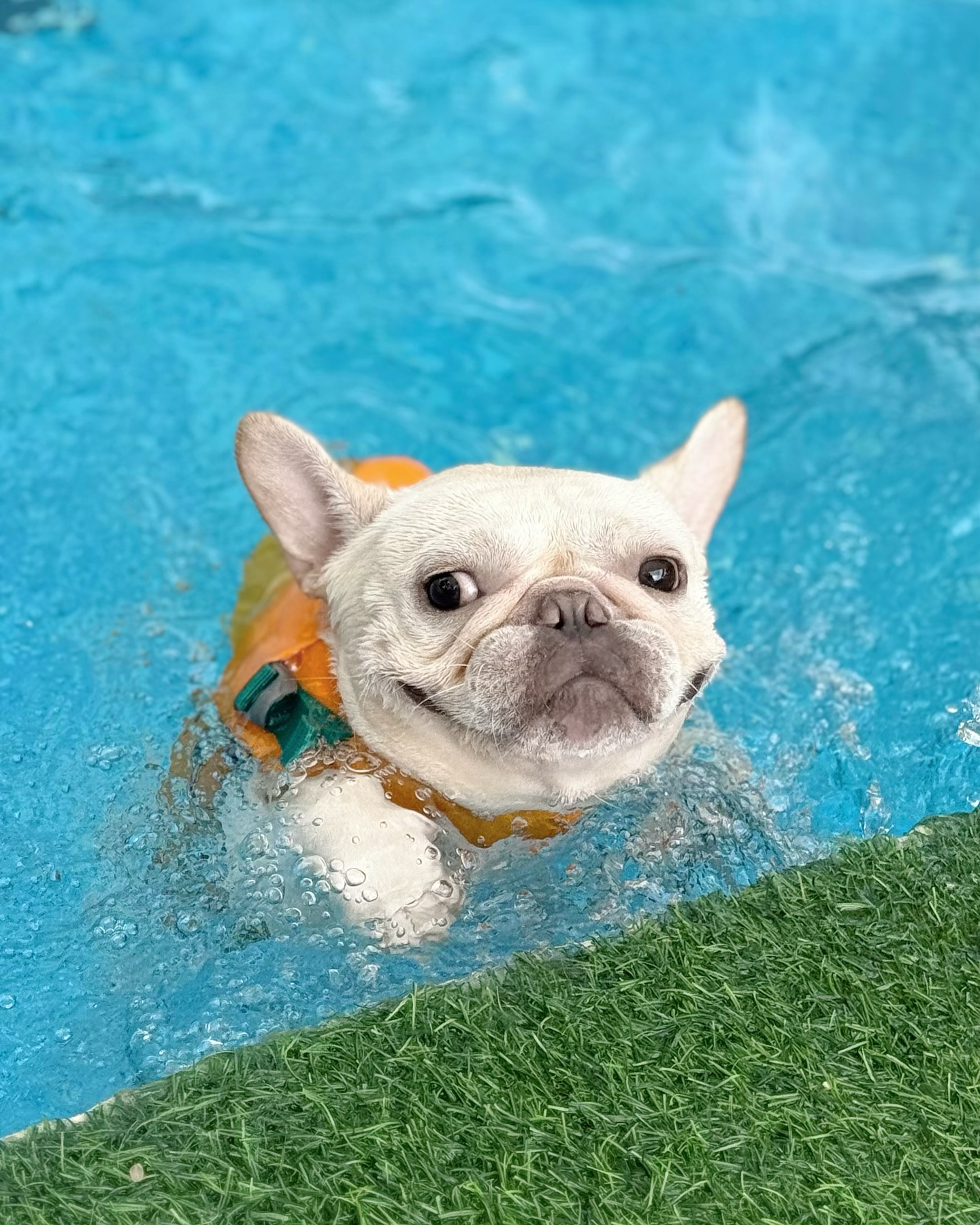 French Bulldog Swimming in Pool