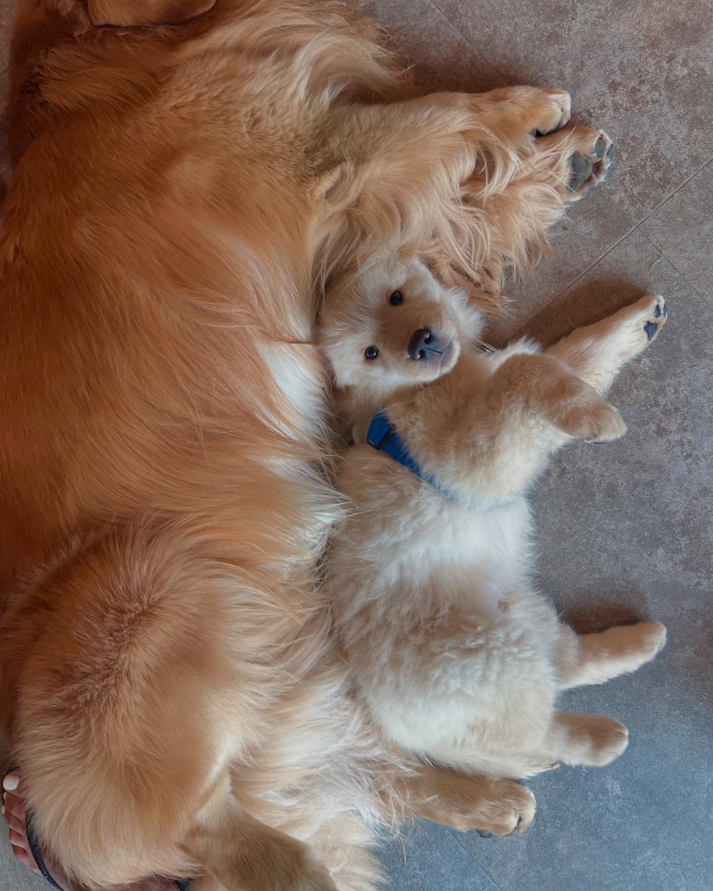 Two Golden Retrievers Cuddling
