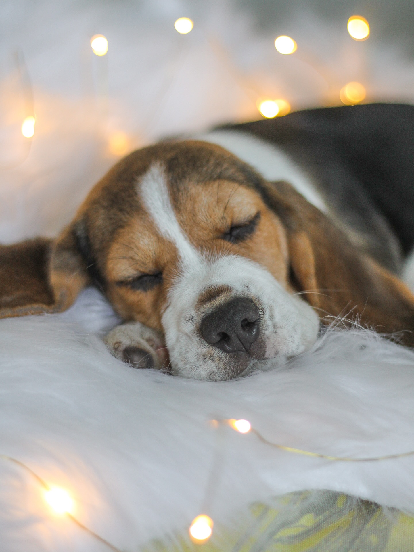 Sleeping Beagle on Fluffy Pillow