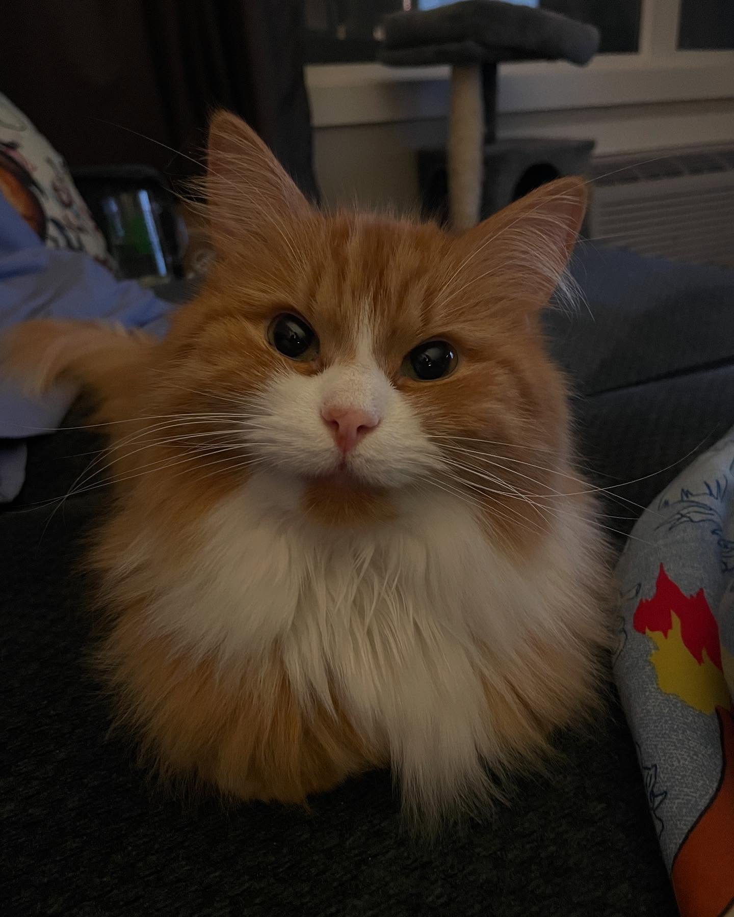 Fluffy Orange And White Cat
