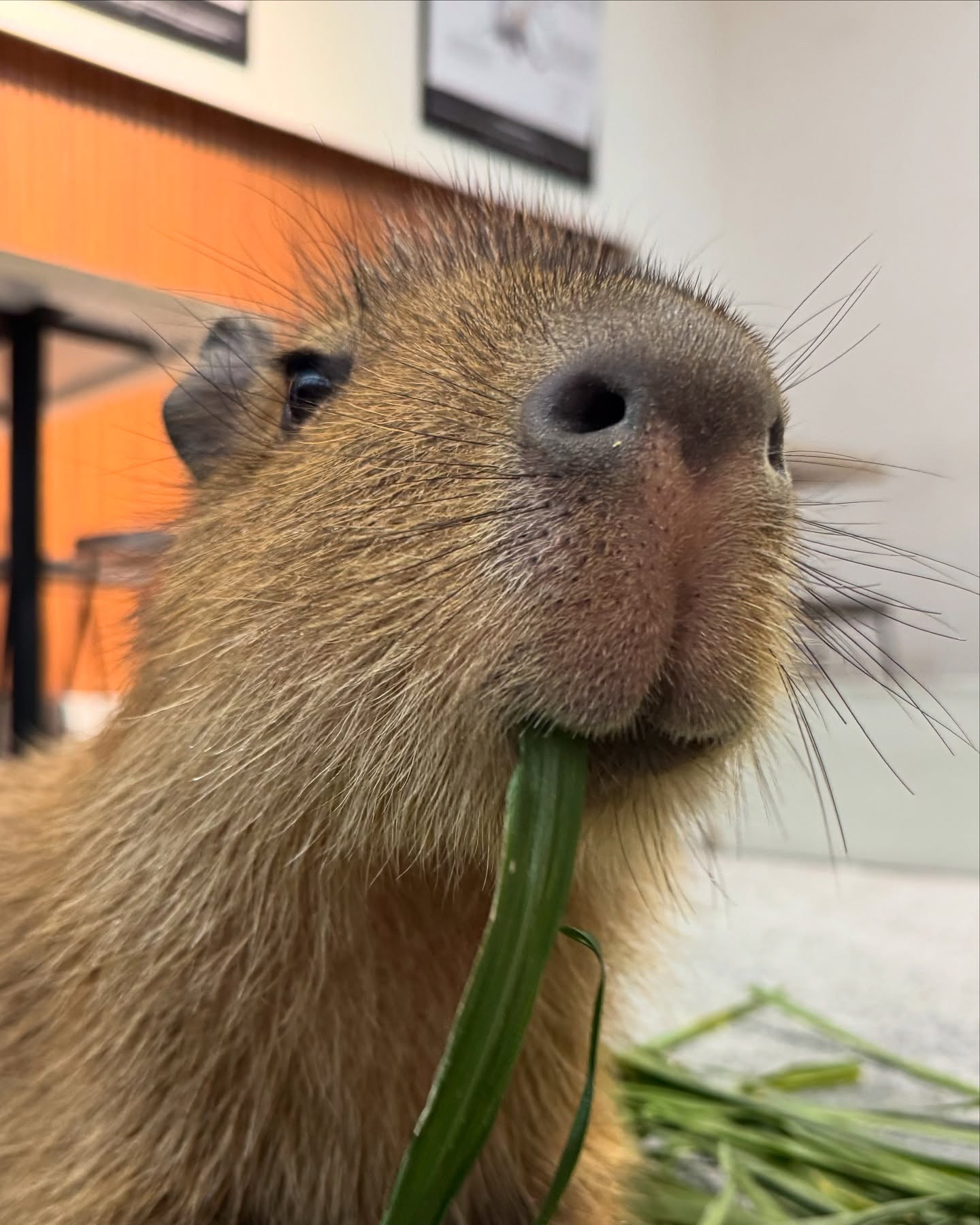 Capybara Eating a Blade of Grass