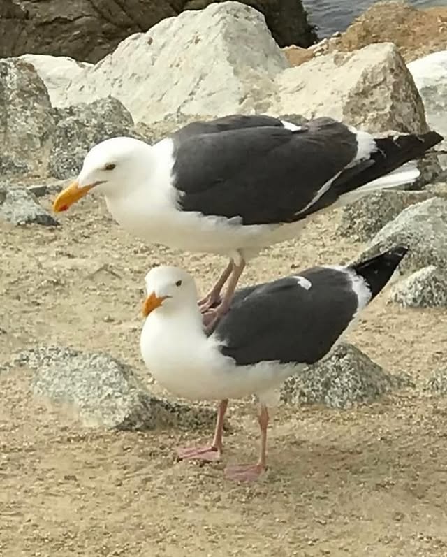 One Seagull Standing On Another
