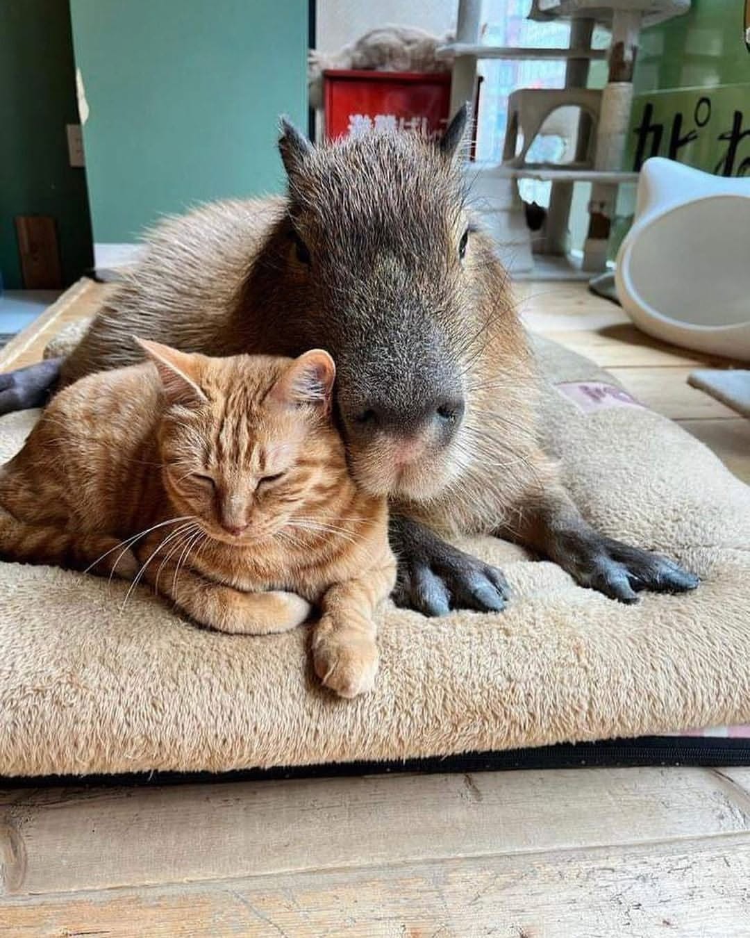 Image 7747 — Pets