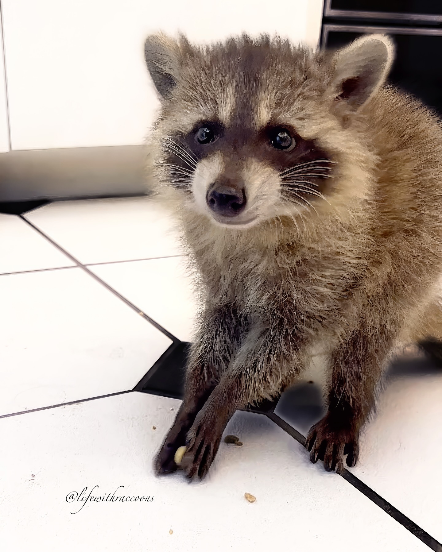 Young Pet Raccoon on Kitchen Floor