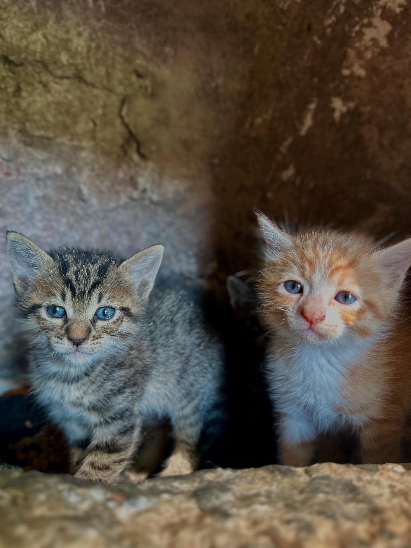 Two Blue-Eyed Kittens
