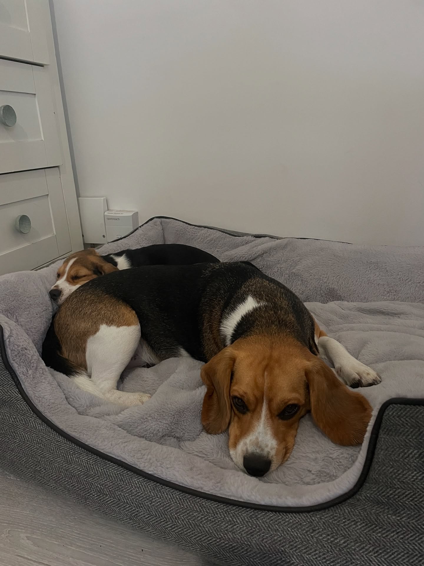 Two Beagles Resting On Dog Bed