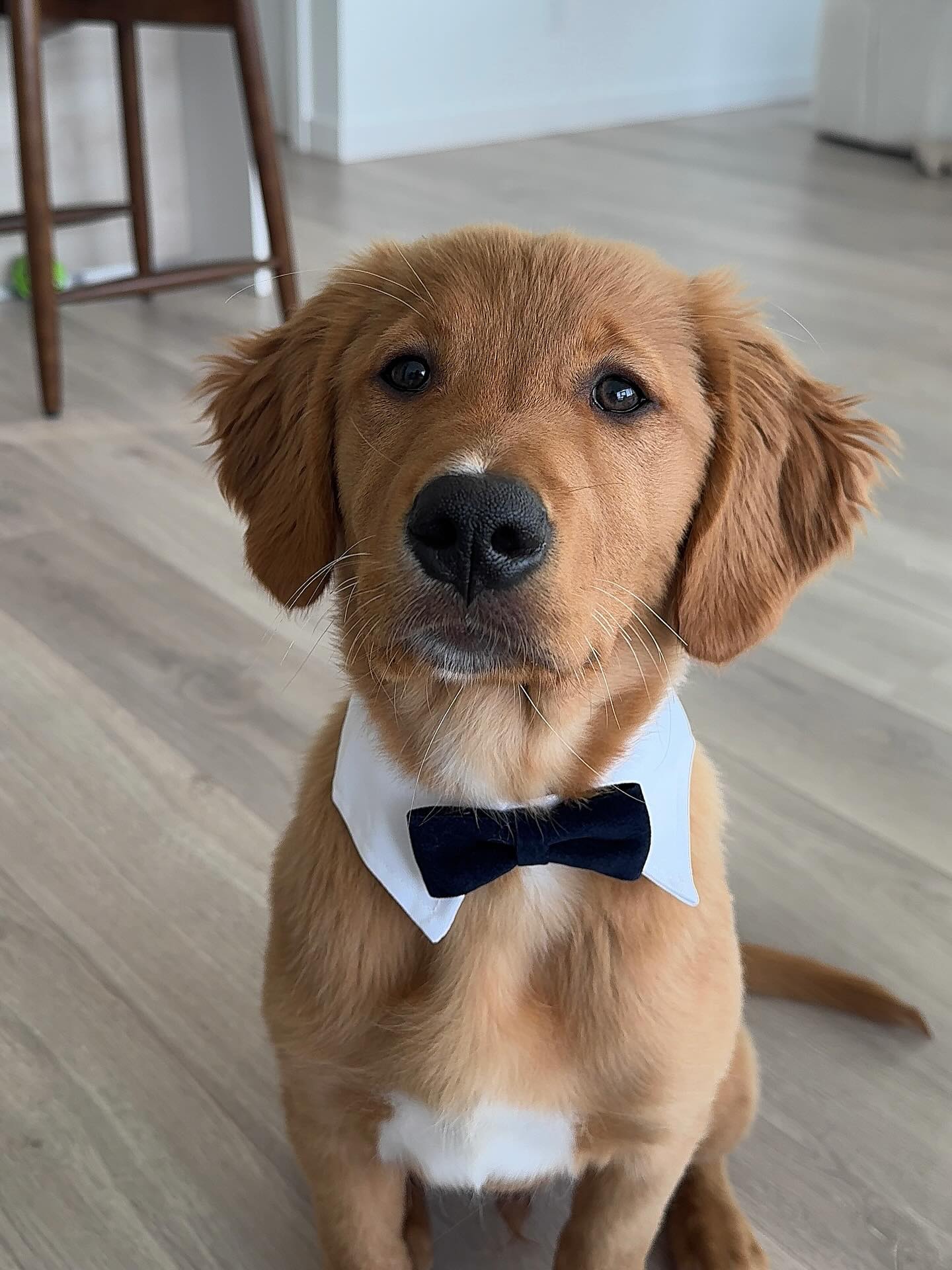 Golden Retriever Puppy in Bow Tie