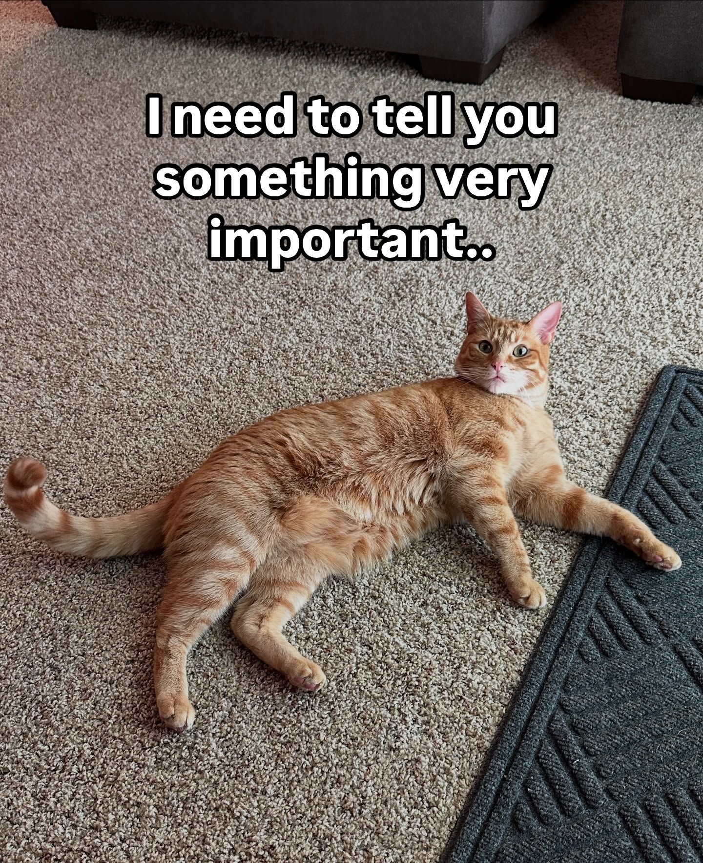 Orange Cat Important Announcement Meme