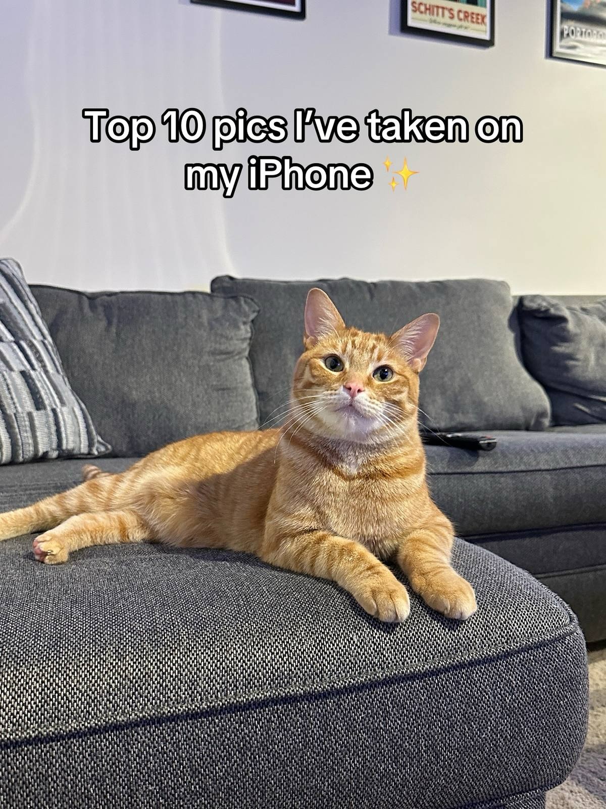 Orange Tabby Cat on Grey Couch