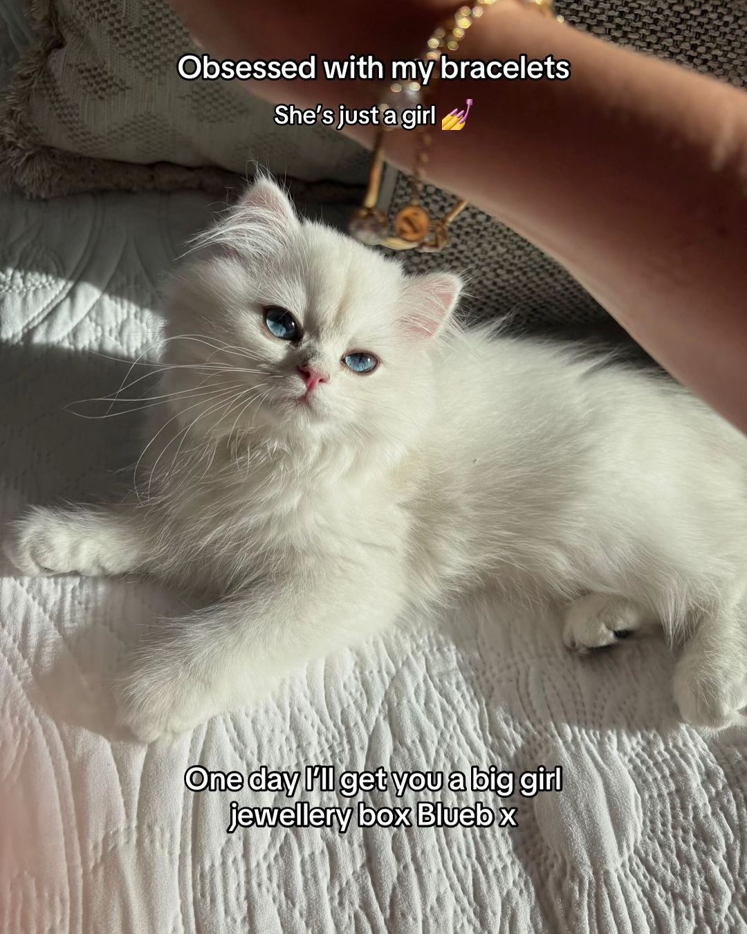 Fluffy White Kitten Meme